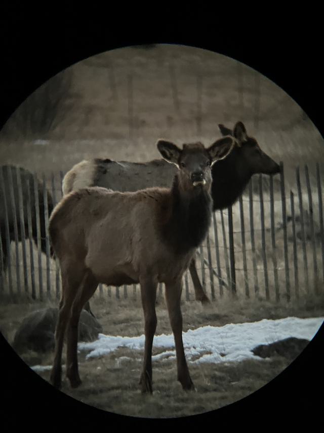Mule Deer Doe.