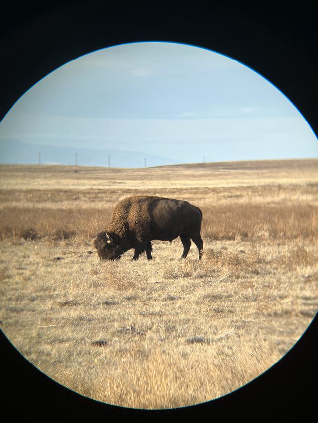 Bison in RMA Wildlife Refuge